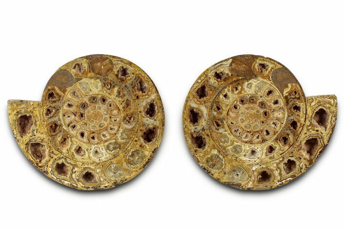 Cut & Polished Jurassic Ammonite (Perisphinctes) Fossil #336417